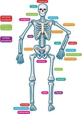 77241 Os Human Skeleton Magnetic Accents Multi Inch 33 X 10 9.1